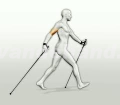 Nordic Walking Artikelen Gymsticks bij Nordicwalking specialist nl Nordic Walking Artikelen Gymsticks bij Nordicwalking specialist nl